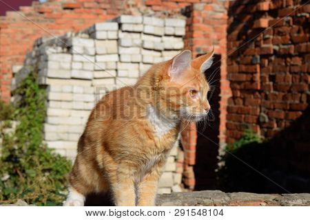 Breeding Of Purebred Cats At Home. Mainecoon Cat, Giant Maine Coon Cat.