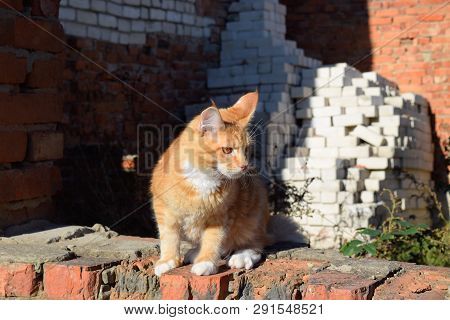 Breeding Of Purebred Cats At Home. Mainecoon Cat, Giant Maine Coon Cat.