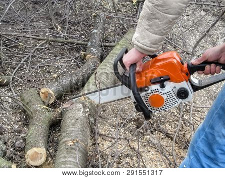 A Man Sawing A Cherry Tree Trunk On The Ground. Male Hands Hold A Chainsaw, The Tree Trunk Is Cut In