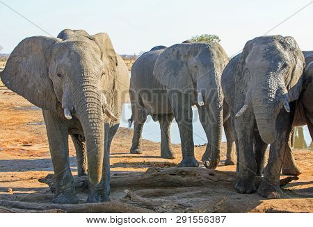 Herd Of Elephants (pachyderm) Standing Infront Of A Small Waterhole In Nehimba, Hwange National Park