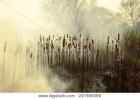 Coastal Zone Of Marsh Creek, Strong Smoke From Fire Of Liana Overgrowth. Spring Fires Of Dry Reeds D