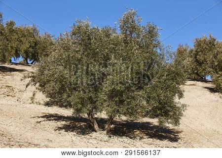 Olive Tree Fields In Andalusia. Spanish Agricultural Harvest Landscape. Jaen