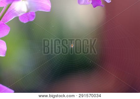Small Harmless Young Baby Spider Making Web Among Gap Of Pink Orchid Flowers