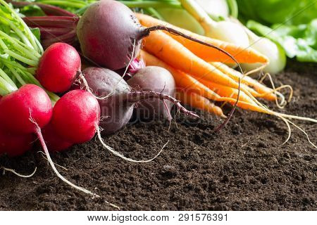 Fresh Raw Spring Vegetables Harvest In The Garden Organic Background Concept