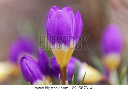 Flower Of A Tricolored Sieber's Crocus, Crocus Sieberi