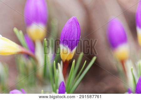 Flower Of A Tricolored Sieber's Crocus, Crocus Sieberi