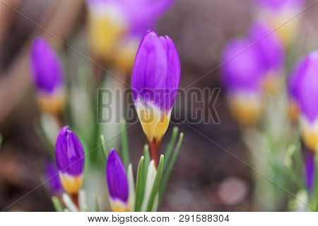 Flower Of A Tricolored Sieber's Crocus, Crocus Sieberi