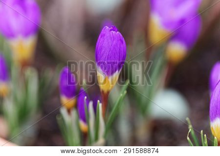 Flower Of A Tricolored Sieber's Crocus, Crocus Sieberi