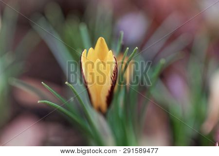Flower Of A Crocus Angustifolius