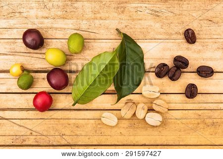 Cofffea Fruit, Leaves, Roasted Beans From Above On Wooden Background. Flay Lay, Organic Fair Trade C