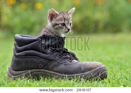 Gatto