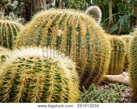 Big Echinopsis Subdenudata Cactus Plant. Saguaro Cactus, Also Known As Cardon Grande Cactus, Echinop