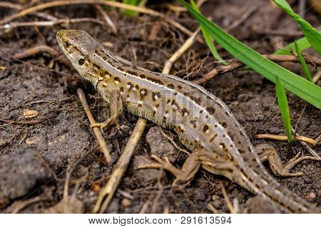 Sand Lizard Or Lacerta Agilis Closeup, Female