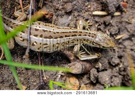 Sand Lizard Or Lacerta Agilis Closeup, Female