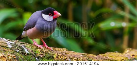 Java Rice Sparrow, Popular Tropical Bird From The Java Island Of Indonesia, Popular Aviary Pet In Av