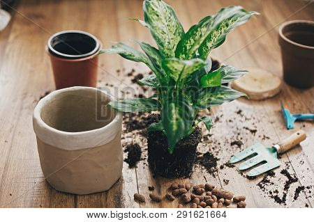 Repotting Plant Concept. Dieffenbachia Plant In Soil With Gardening Stylish Tools, Ground ,drainage
