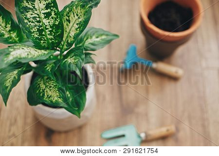 Repotting Plant Concept. Dieffenbachia Plant Potted With New Soil Into New Modern Pot, And Gardening