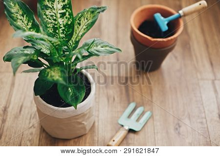Repotting Plant Concept. Dieffenbachia Plant Potted With New Soil Into New Modern Pot, And Gardening