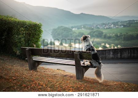 The Dog Sits On A Bench And Looks At The Dawn. Marble Australian Shepherd In Nature. Walk With Your 