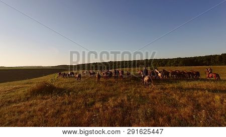 Horses Running On A Meadow. Two Men Riding Horses. Shepherds And Herd. Strong And Fast Animals.