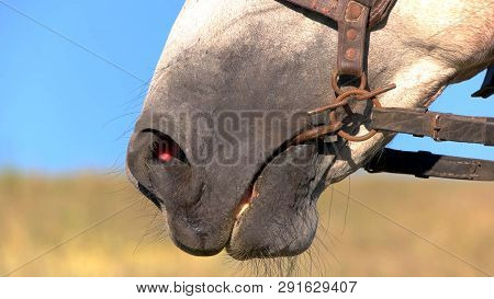 Nostrils Of A Horse. Snaffle In Mouth Of Animal. I Smell Freedom. Senses And Instincts.