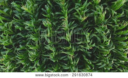 Aerial View Of Cornfield. Huge Rows Of Green Plants. Agriculture Is Societys Breadwinner. Dont Hurt 