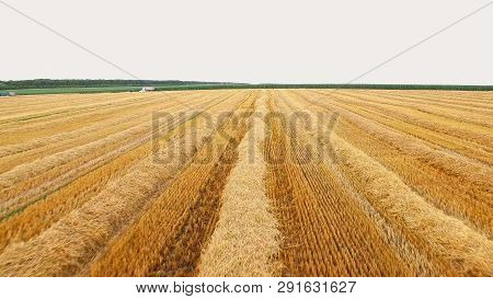 Mown Hay Of Yellow Color. Aerial View Of Green Field. Huge Crop Of Corn. Enough To Feed The Nation.