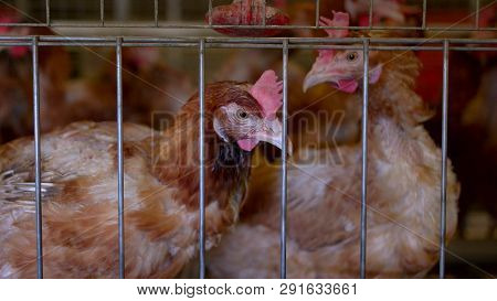 Hens Are Pecking Feed. Domestic Birds In Cages. Breeding Poultry In Good Conditions. Chickens Must L