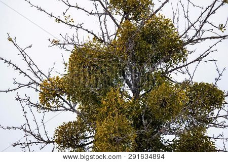 Green Viscum Mistletoe Tree Against Grey Sky