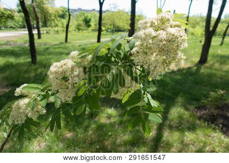 White Flowers And Green Leaves Of Rowan In Spring