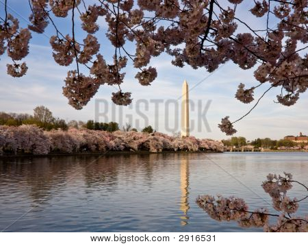 Cherry Blossoms rámování Washington Monument