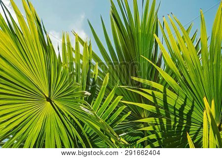 Tropic Palm Leaves Oner The Blue Sky In Sunny Day