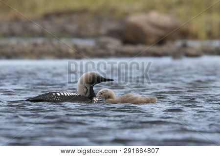 Young Pacific Loon Or Pacific Diver With Fish In Mouth While Adult Loon Looks On, In Arctic Waters, 