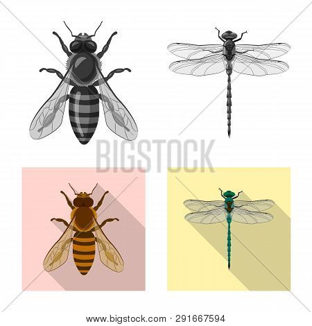 Vector Illustration Of Insect And Fly Logo. Set Of Insect And Element Stock Vector Illustration.