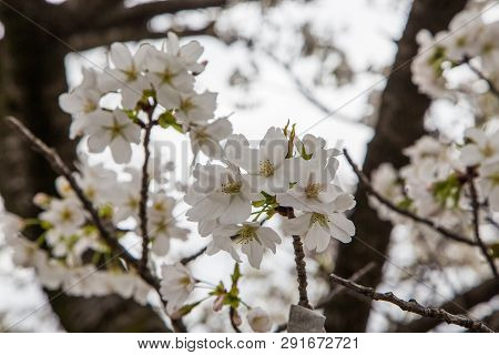 Close Up White Sakura  (somei Yoshino) Blossom Near Osaka Castle