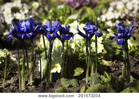 Blue Undersized Irises And Yellow Primrose Bushes Bloom In Spring In The Garden Background