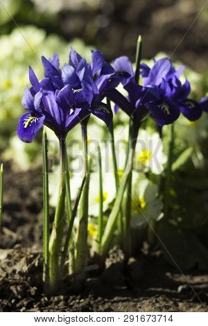 Blue Undersized Irises And Yellow Primrose Bushes Bloom In Spring In The Garden Background