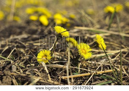 Mother And Stepmother - First Yellow Early Spring Flower In The Field, Among The Dry Grass. The Coll