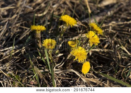 Mother And Stepmother - First Yellow Early Spring Flower In The Field, Among The Dry Grass. The Coll