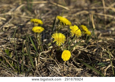 Mother And Stepmother - First Yellow Early Spring Flower In The Field, Among The Dry Grass. The Coll