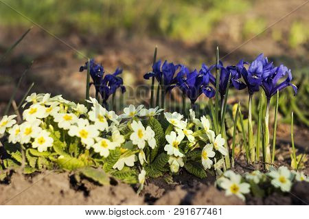 Blue Undersized Irises And Yellow Primrose Bushes Bloom In Spring In The Garden Background