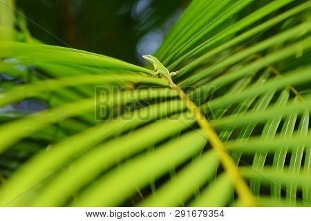 Gecko Relaxing On Green Tropical Leaf. Lush Tropical Vegetation Of The Islands Of Hawaii, Usa