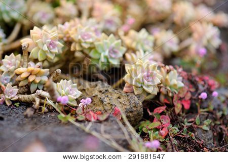 Various Type Of Succulent Plants At The Alii Kula Lavender Farm On Maui, Hawaii
