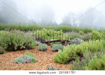 Blooming Lavender Plants At The Alii Kula Lavender Farm On Maui