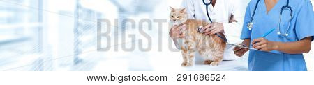 Cat and veterinarian doctor