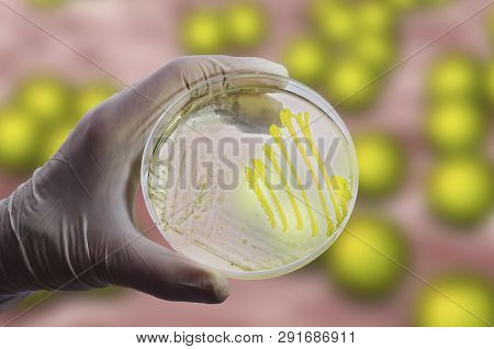 Colonies Of Micrococcus Luteus Bacteria On Petri Dish And Close Up View Of Micrococci On The Backgro