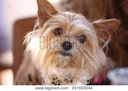 dog. small brown dog. Close up of a small terrier dog.