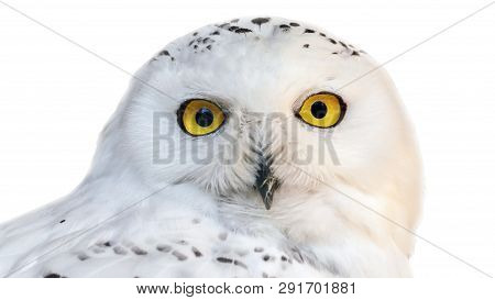 White Snowy Owl With Yellow Eyes Isolated On White Background.