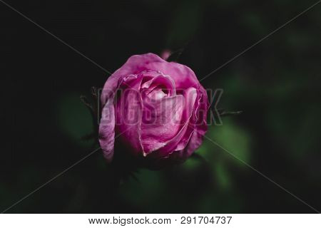 Pink Rose On A Black Background. Rose In The Garden. Rose On A Dark Green Background.abstract Floral