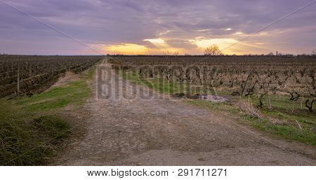 Road Leading To Vineyards In Vrancea County, In Romania